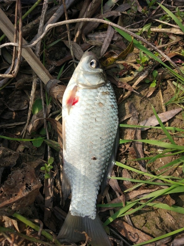 釣魚水庫技巧海竿視頻_水庫用海竿怎么釣大魚_海竿水庫釣魚技巧