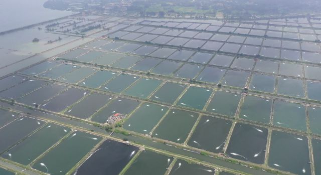 中國對蝦學名_中國對蝦_中國對蝦特征