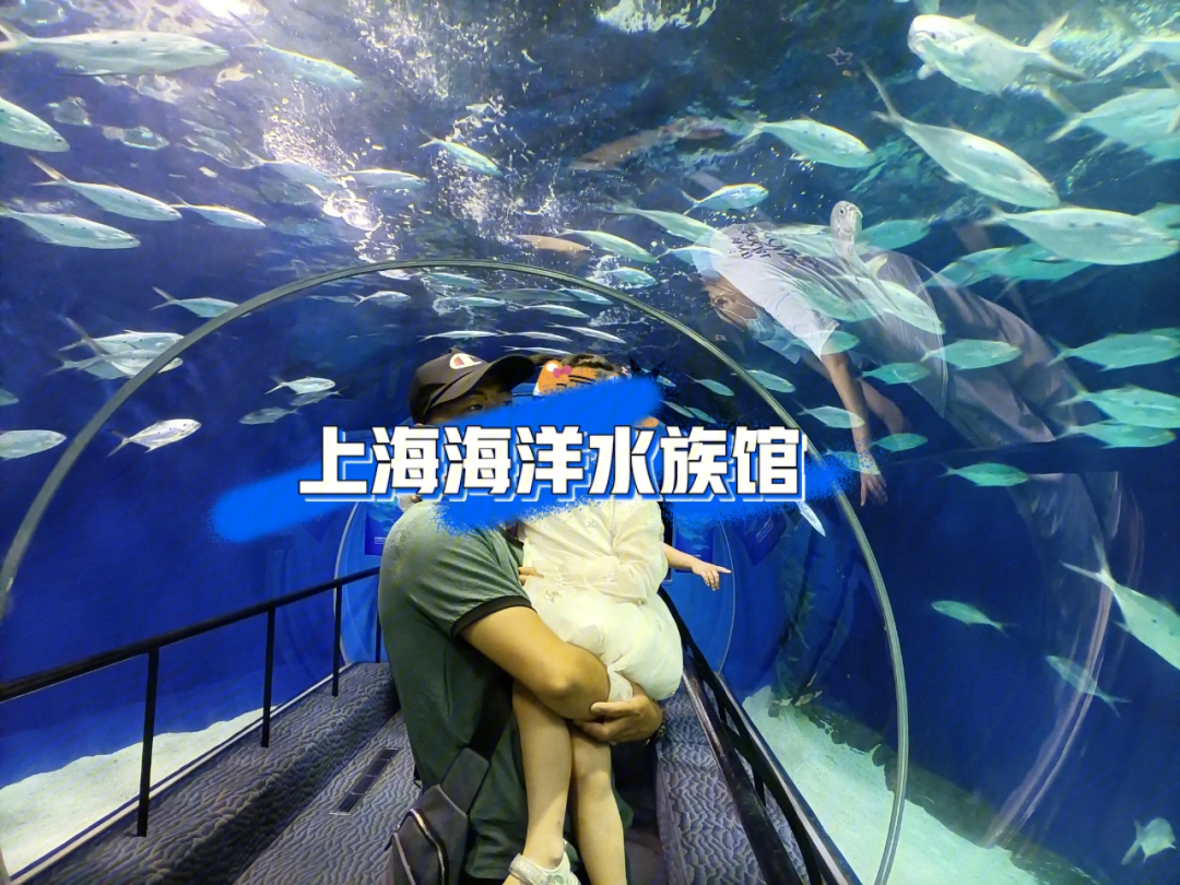 日本蜘蛛蟹的圖片視頻_日本蜘蛛蟹好吃嗎_日本蜘蛛蟹