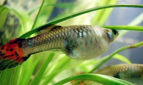 小魚生了怎么辦_魚生小魚_小魚生寶寶該怎么辦