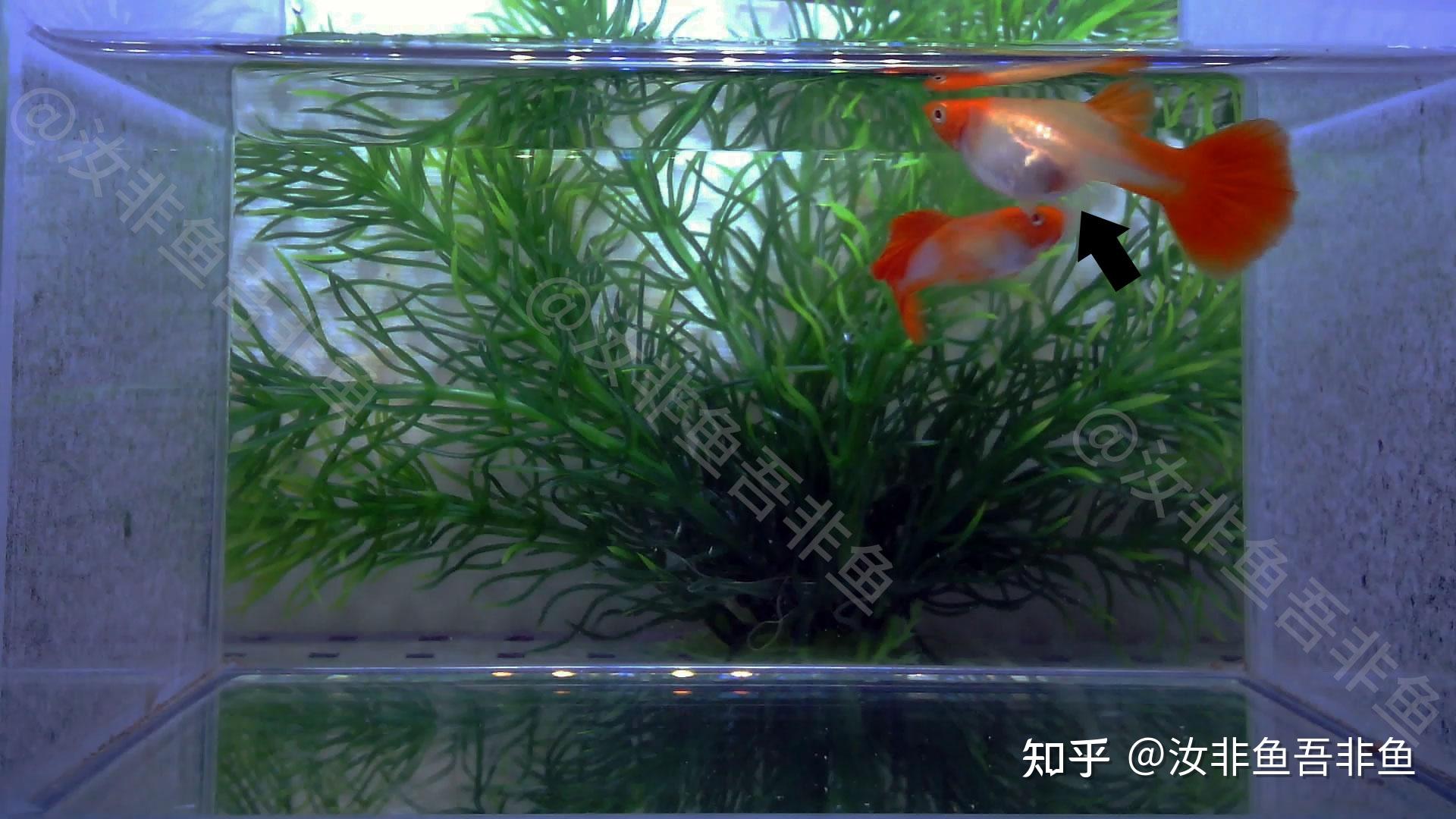 小魚生了怎么辦_小魚生寶寶該怎么辦_魚生小魚