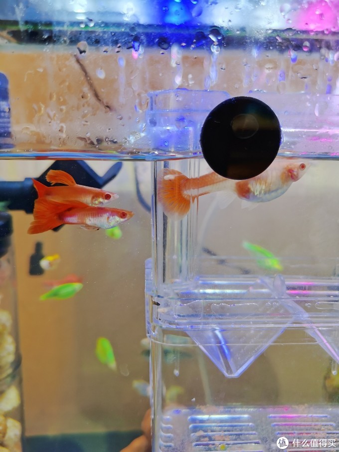 小魚生了怎么辦_小魚生寶寶該怎么辦_魚生小魚
