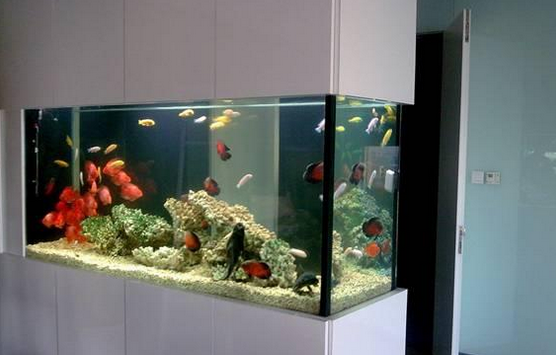 辦公室魚缸里的魚生魚仔好嗎？算算你家裝修要花多少錢