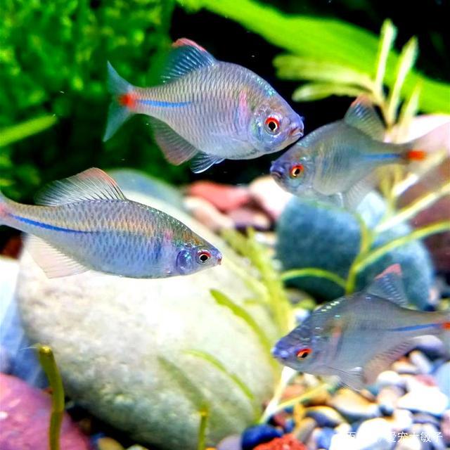 魚生小魚_小魚生了怎么辦_小魚生小魚