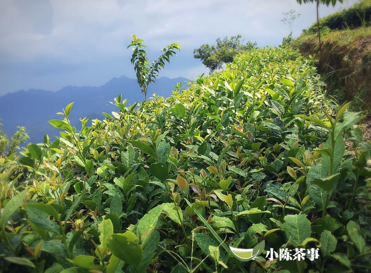 大正三色與昭和三色的區別在錦鯉中大正與紅白