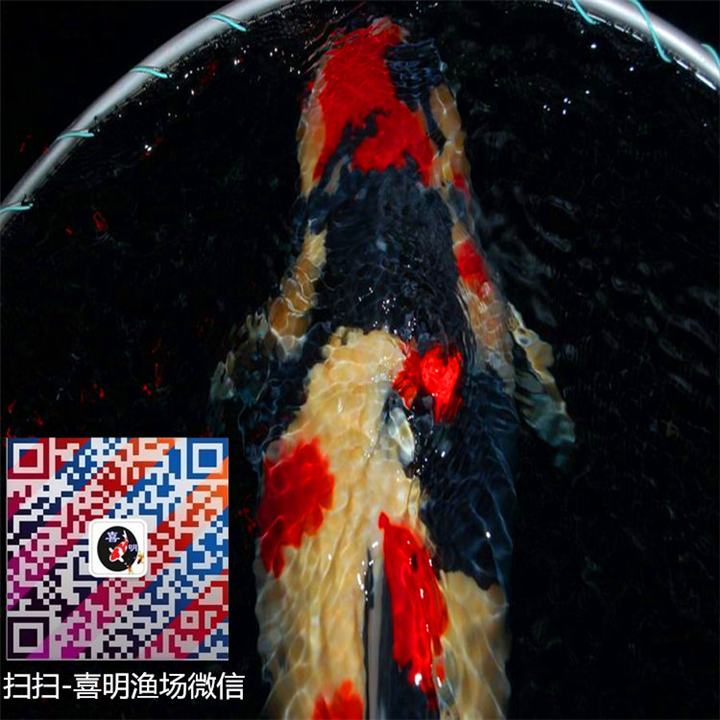 什么是大正三色和昭和三色的區別？三色