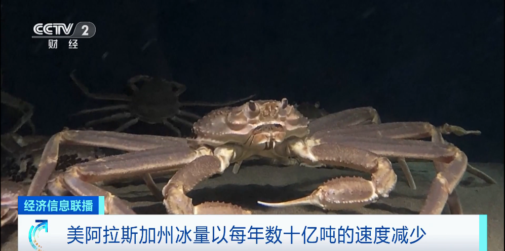 阿拉加斯加雪蟹_阿拉斯加雪蟹圖片大全_阿拉斯加雪蟹
