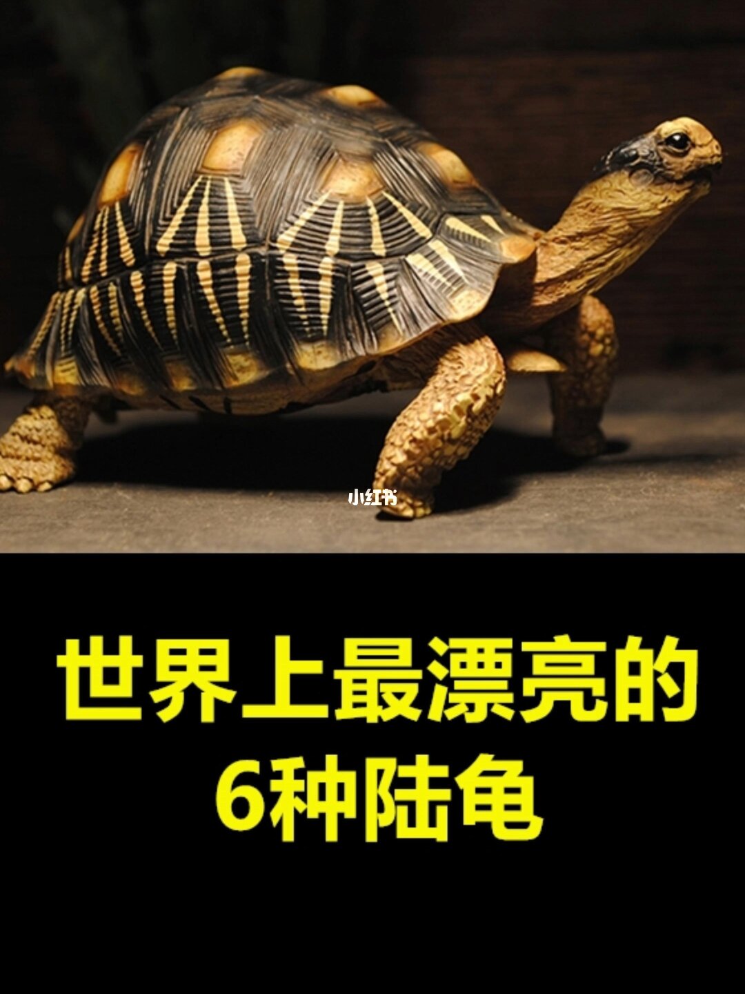 赫曼陸龜_陸龜赫曼多大下蛋_陸龜赫曼怎么養