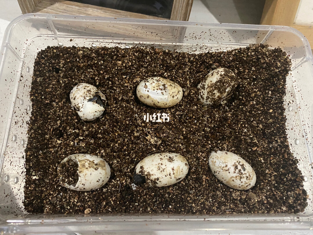 烏龜屬雜食性動物性飼料的生活習性及欣賞價值