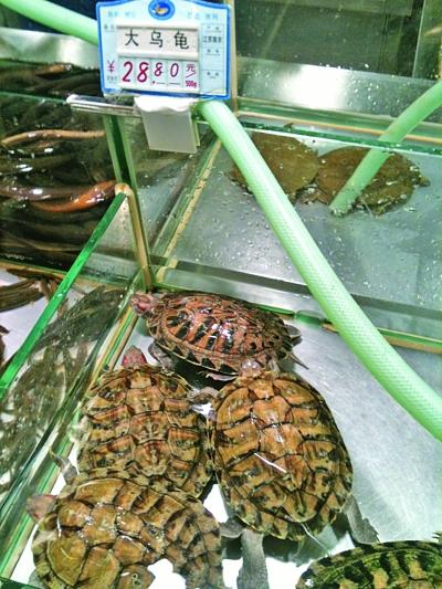 陸龜赫曼多大下蛋_陸龜赫曼的嘴巴是歪的怎么辦_赫曼陸龜