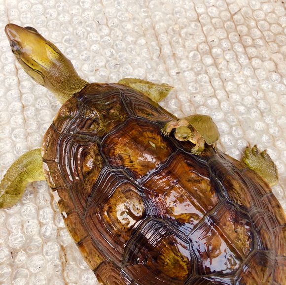 草龜屬雜食性動物性飼料主要為蠕蟲、小魚、蝦、螺螄