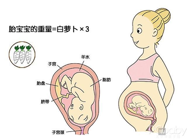 赫曼陸龜_陸龜赫曼能長多大_陸龜赫曼孵化溫度