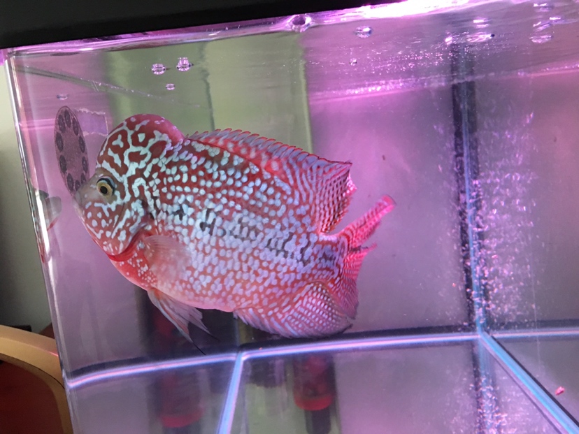 金花羅漢魚能活幾年_金花羅漢魚壽命_金花羅漢魚