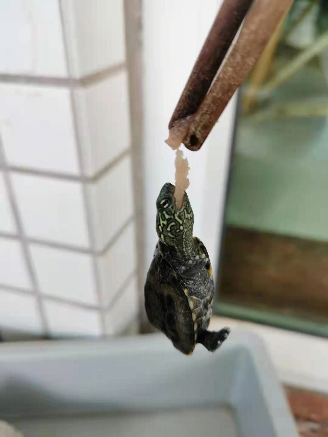 小烏龜不吃東西該怎么辦？一樓明顯是騙人的，不用理他!