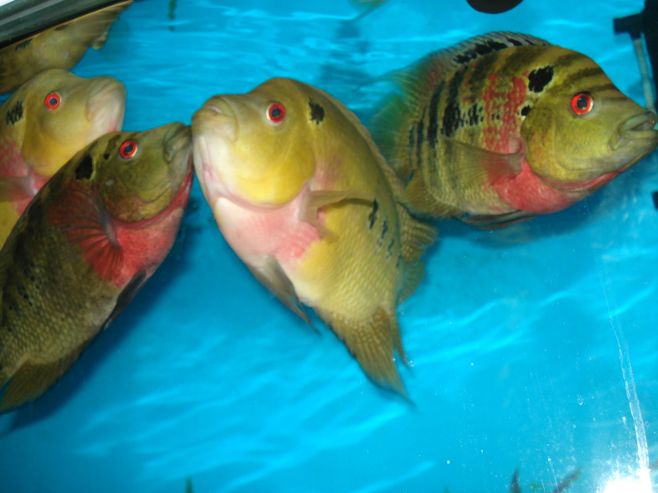 金花羅漢魚圖片_金花羅漢魚品種圖解_金花羅漢魚