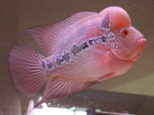 金花羅漢魚圖片_金花羅漢魚品種圖解_金花羅漢魚