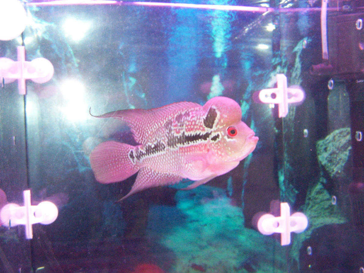 金花羅漢魚_金花羅漢魚圖片_金花羅漢魚品種圖解