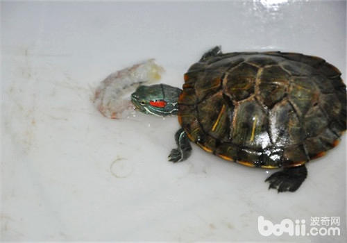 小烏龜吃飯了_小烏龜吃東西會不會撐死_小烏龜不吃東西怎么辦