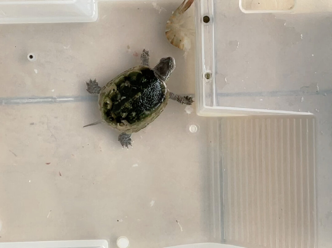 小烏龜不吃東西怎么辦_小烏龜吃東西會不會撐死_小烏龜吃飯了