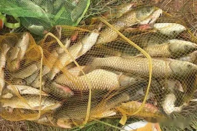 釣草魚技巧_初冬釣草魚技巧_怎樣釣草魚釣草魚技巧