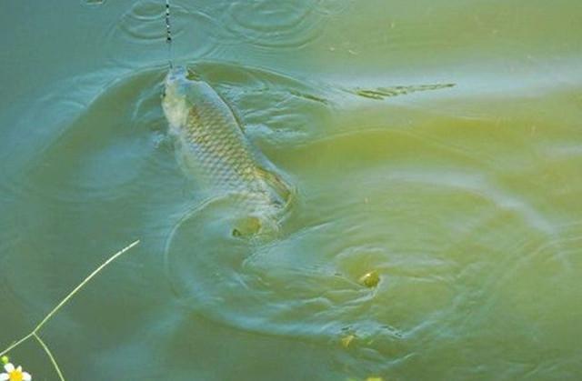 怎樣釣草魚釣草魚技巧_初冬釣草魚技巧_釣草魚技巧