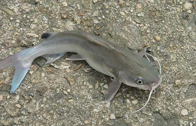 鯰魚吃什么食物_鯰魚吃小魚嗎_鯰魚吃什么