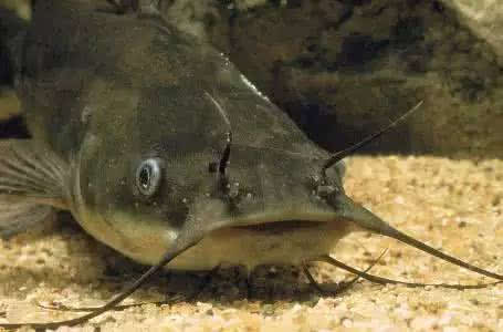 鯰魚吃什么_鯰魚吃什么食物_鯰魚吃小魚嗎