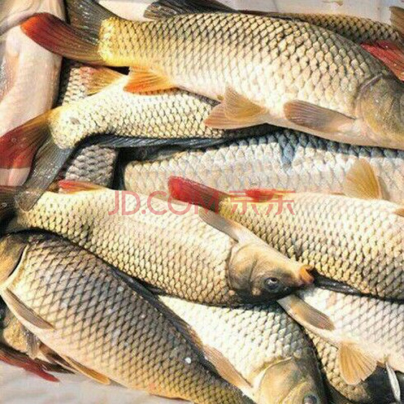 魚胖頭魚怎么做好吃_胖頭魚是食肉動物嗎_胖頭魚是什么魚