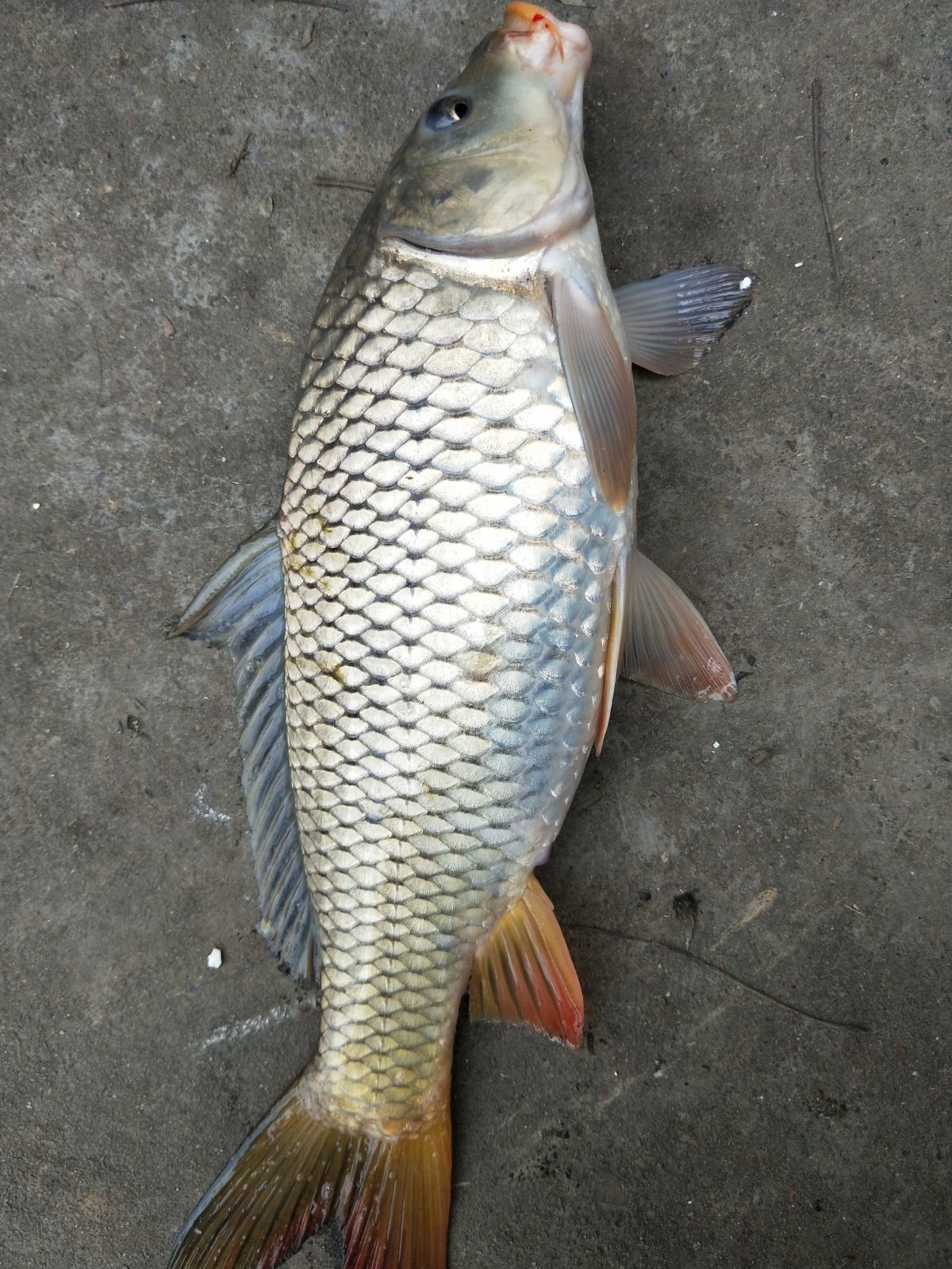 胖頭魚是什么魚_魚胖頭魚怎么做好吃_胖頭魚是食肉動物嗎