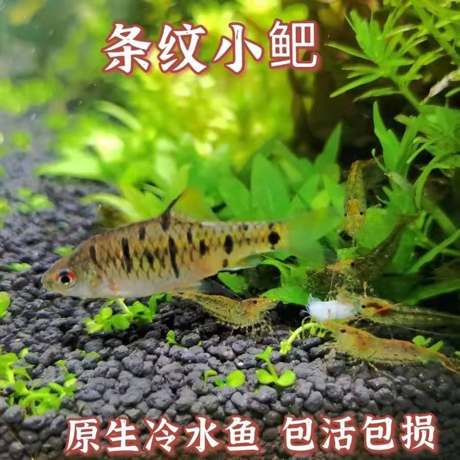 七星刀魚好養嗎_七星刀魚能長多大_七星刀魚