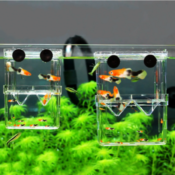 七星刀魚好養嗎_七星刀魚能長多大_七星刀魚