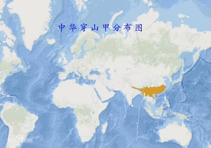 世界上最大的魚，你知道幾種？！