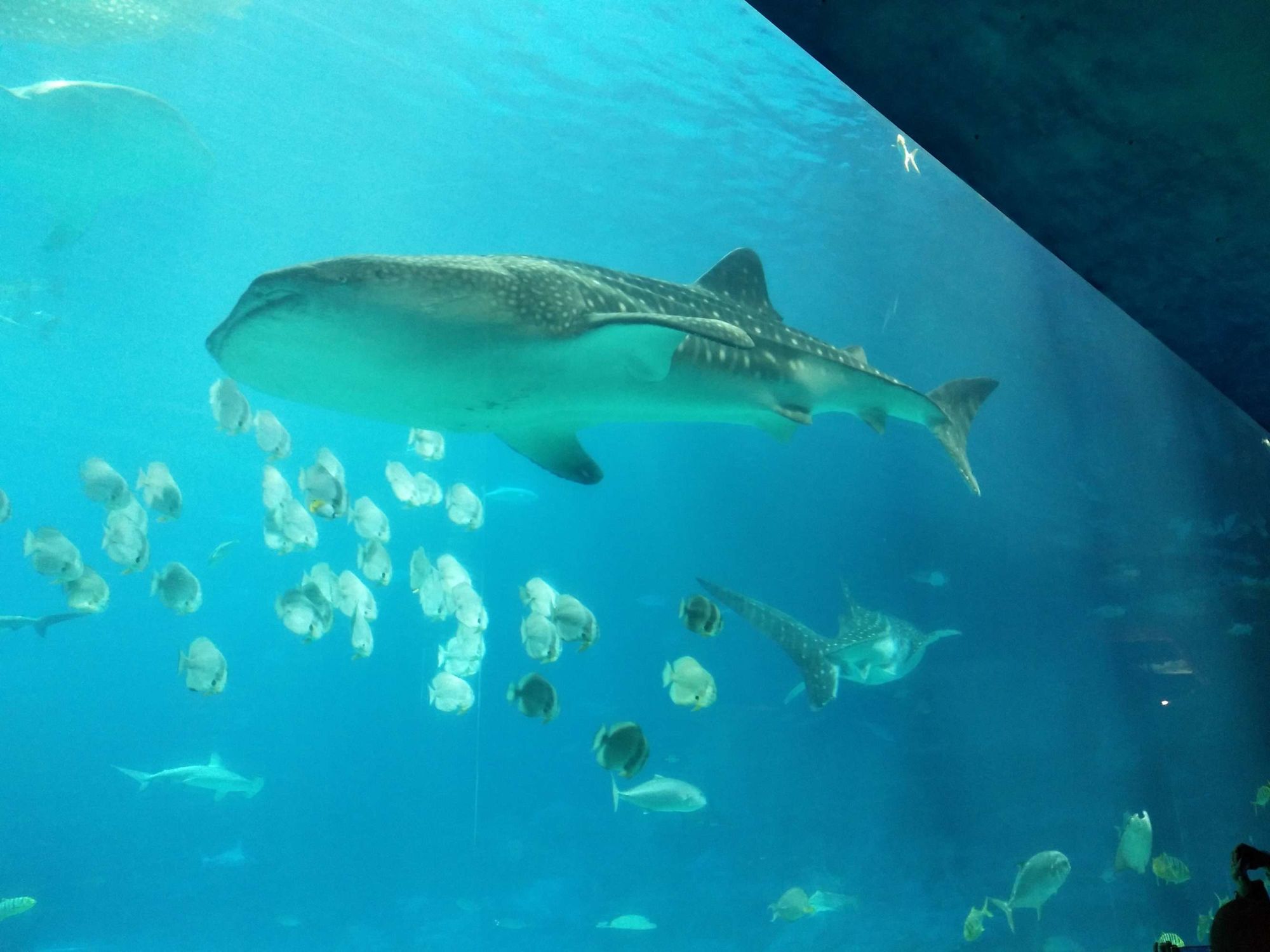 世界上最大的魚類_世界的魚類_世界十大魚類