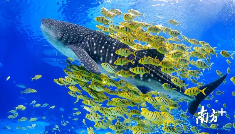 世界上最大的魚類_世界十大魚類_世界的魚類