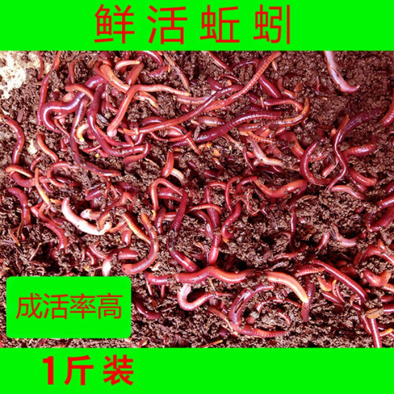 蚯蚓釣魚_釣魚蚯蚓怎么養在家_釣魚蚯蚓的正確掛法圖