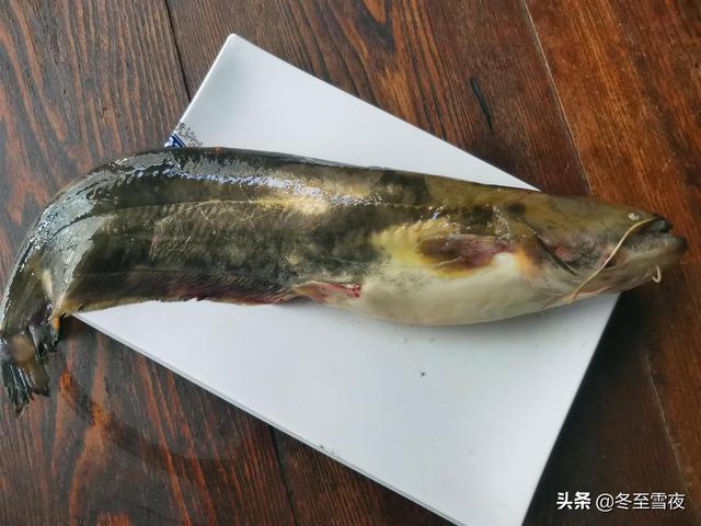 鮰魚是淡水魚還是海水魚_鮰魚圖片_鮰魚