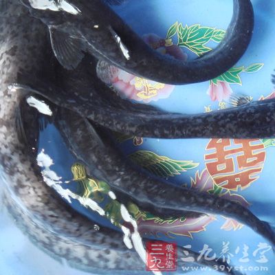 鮰魚的營養價值，你知道嗎？