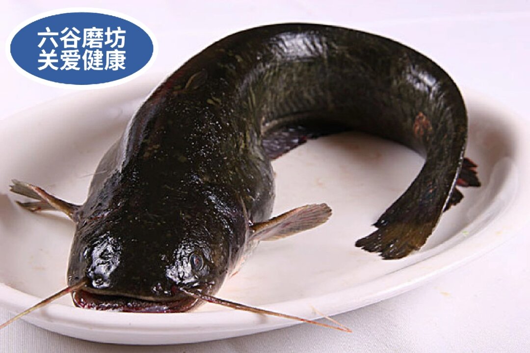 鮰魚圖片_鮰魚_鮰魚是什么魚
