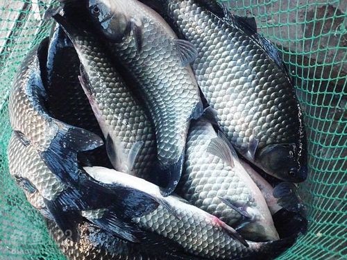 老鬼餌料_老鬼釣魚餌料_老鬼釣魚餌