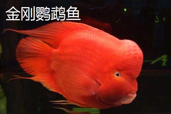 鸚鵡魚吧 紫紅活口和紅魔鬼魚是不錯的選擇？