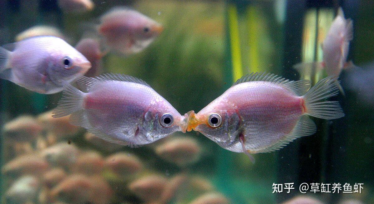 接吻魚是冷水魚還是熱帶魚_接吻魚為什么接吻_接吻魚的圖片