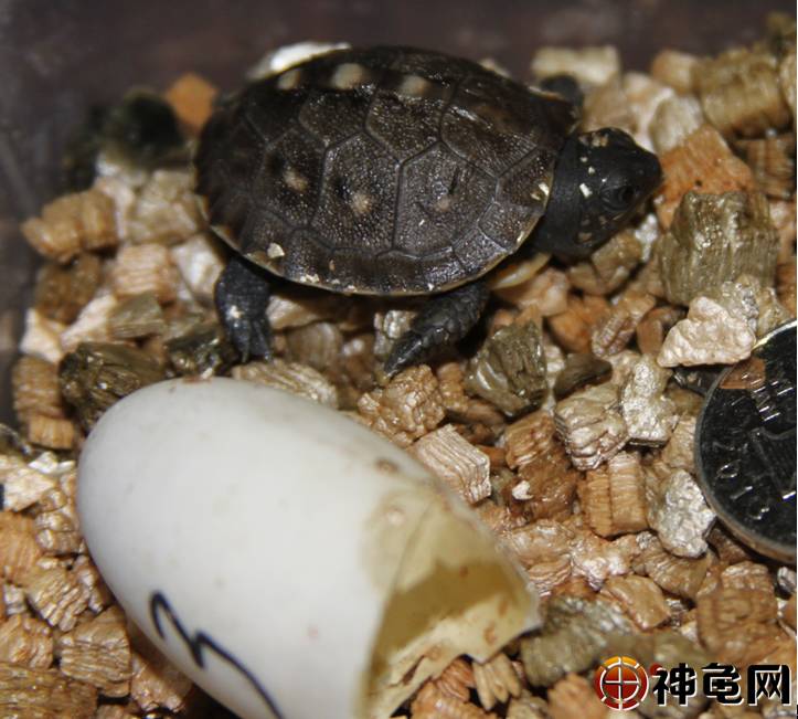 養殖金錢龜可以買賣嗎_養殖金錢龜要辦什么證_金錢龜養殖