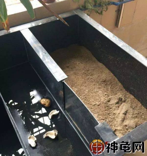 養殖金錢龜可以買賣嗎_金錢龜養殖_養殖金錢龜要辦什么證
