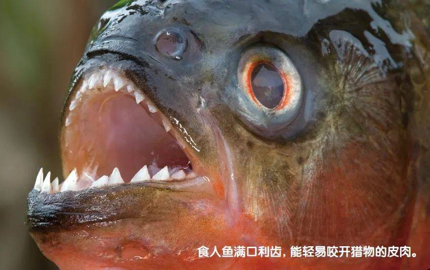 紅腹食人鯧 湘江里網到的“食人魚”有鋒利的牙齒