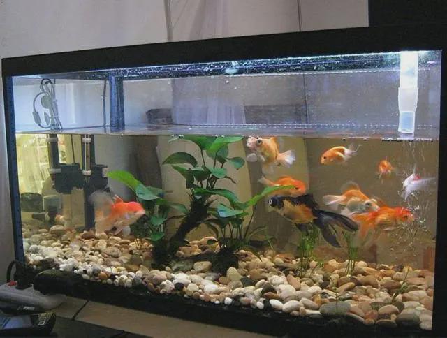 養魚養幾條好_養魚的條_養魚養幾條說法