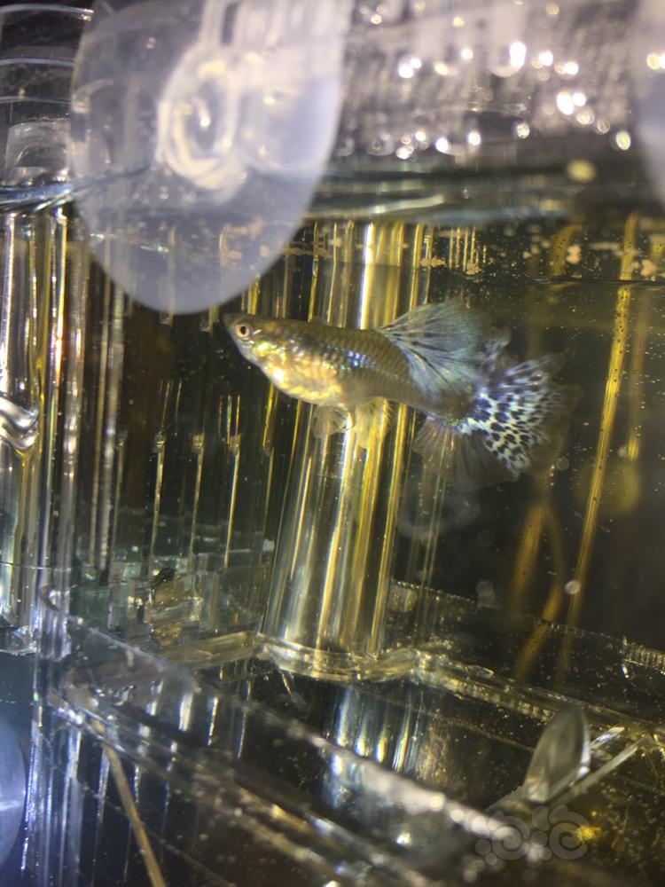 孔雀魚多久繁殖一次_繁殖孔雀魚喂烏龜_繁殖孔雀魚需要幾個缸