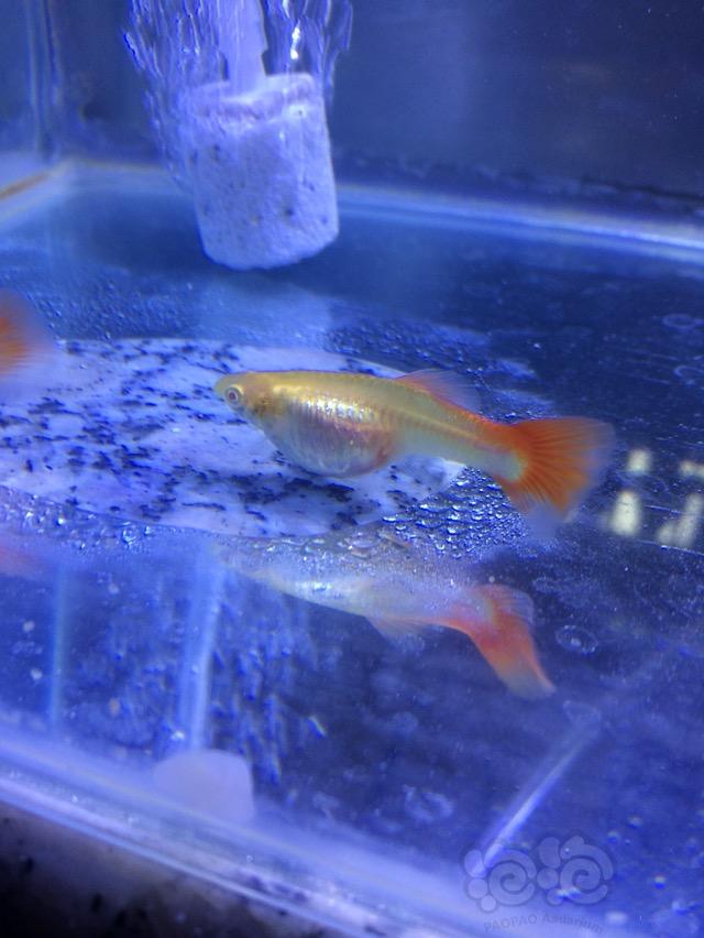 孔雀魚多久繁殖一次_繁殖孔雀魚需要幾個缸_繁殖孔雀魚喂烏龜
