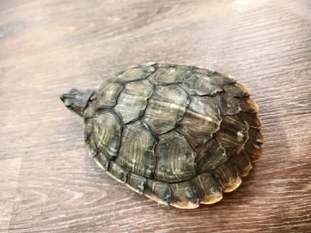 甜甜圈龜生病了怎么辦？烏龜為什么要干養？