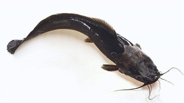 鯰魚與塘_魚塘鯰魚_塘鲺和鯰魚的區別
