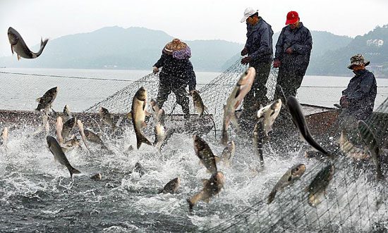 動物娃娃魚是魚類嗎_動物娃娃魚是什么品種_娃娃魚是什么動物
